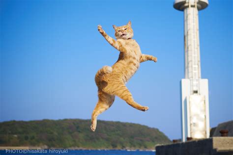 29 Best Umonkeycatpat Images On Pholder Photoshopbattles Funny And Cats