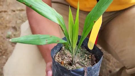 A guide to oil palm nurseries. Oil Palm Plantation Operation - Nursery - YouTube
