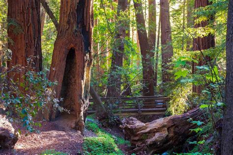 Redwood Hikes For Summer Buy Redwood