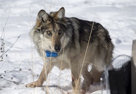 Canis Lupus 101 Poaching Slows Mexican Wolf Population Recovery Video