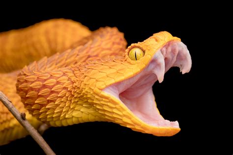 Scientists Discover The Secrets Of Snake Fangs