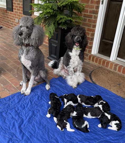 Standard Poodle Puppies For Sale Moultrie Ga 360949