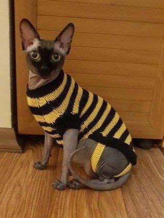 Find sphynx in cats & kittens for rehoming | find cats and kittens locally for sale or adoption in canada : Sweater for sphinx cat, sphinx clothes, merino wool, very ...