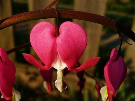 Free Images Flower Petal Love Heart Botany Flora Close Up