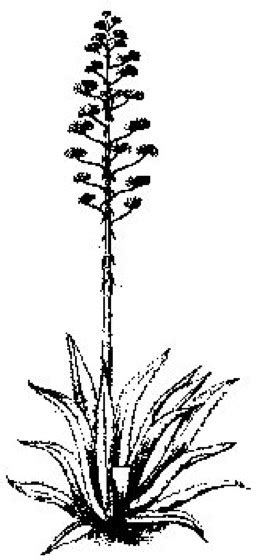 Agavaceae Kompaktlexikon Der Biologie