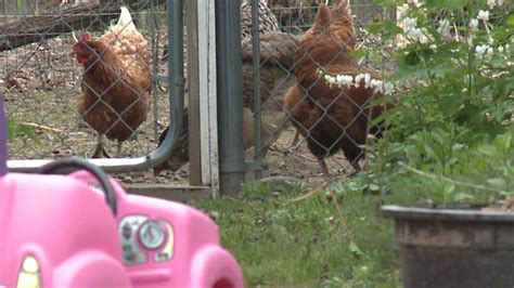 Salmonella Outbreak Linked To Backyard Chickens And Ducks
