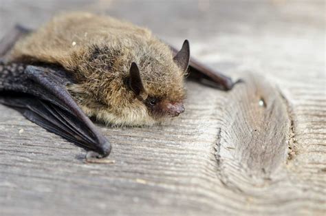 Bats are not blind as many people think. When Do Bats Have Babies? - AnimalFYI