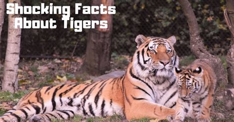 Shocking Facts You Probably Didnt Knew About Tigers