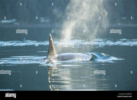 Transient Orca Killer Whales Orca Orcinus Pacific Northwest Stock