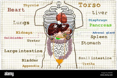 Torso Anatomy Illustration Of The Inner Organs Glands And Guts Stock