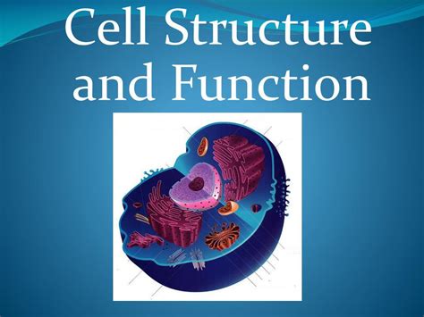 Ppt Structure And Function Of Cell Organelles Powerpoint Presentation