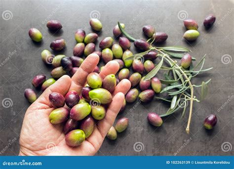 Handful Of Ripe Olives From The New Harvest In The Hands Concept