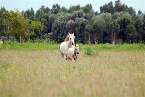 Horse With Foal Gallop Across The Field Stock Photo Image Of Field