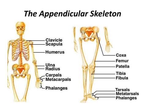 Skull, vertebrae, ribs and sternum. PPT - The Skeleton is divided into 2 parts: PowerPoint ...