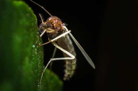 Sand Fly Bites The Surprising Truth Behind The Pesky No See Ums Pest Wiki