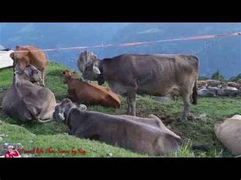 # ฟาร์มเลึ้ยงวัวที่สวิตเซอร์แลนด์ # ฟาร์มวัวนมบนภูเขา - YouTube