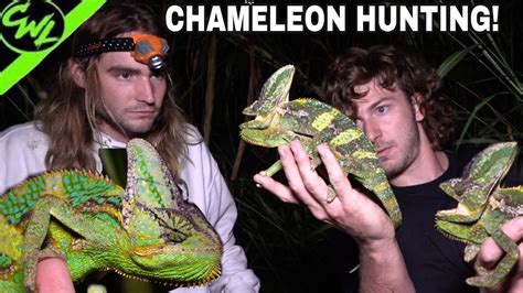 Chameleon Hunting In Florida Youtube