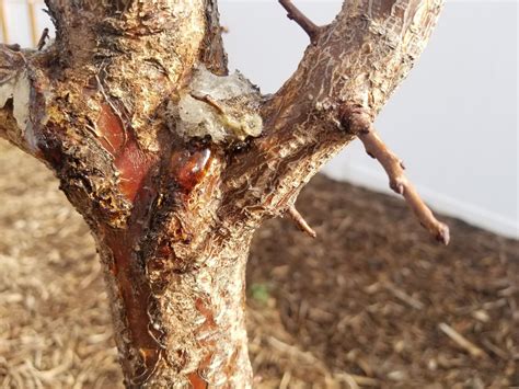 40 Reasons Your Fruit Trees Are Dying With Fixes