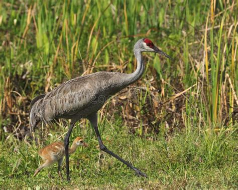 Florida Sandhill Crane Grus Canadensis Pratensis With Young Colt