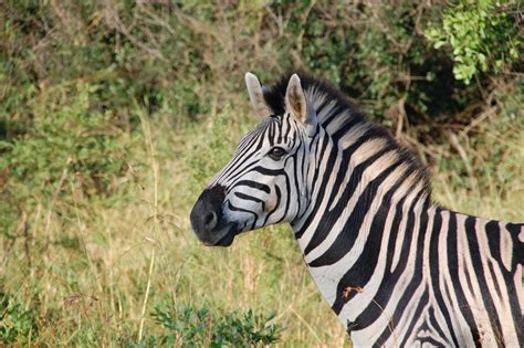 Zebra South Africa Free To Use Images