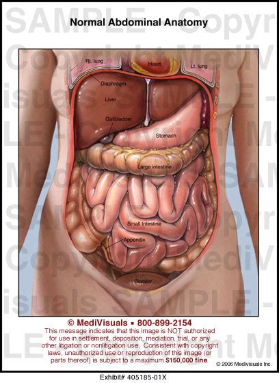 The normal female abdomen is the abdomen anatomy of ofnormal. Abdominal Anatomy Diagram : Female Anatomy Diagram Lower ...