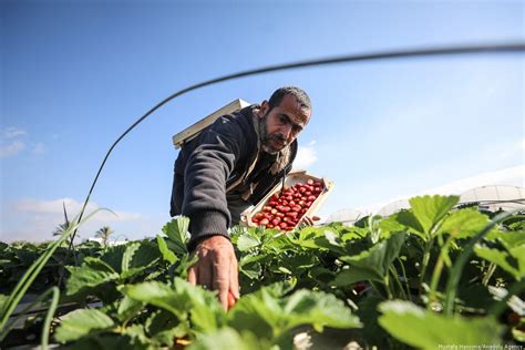 Strawberry harvest in Palestine - Middle East Monitor