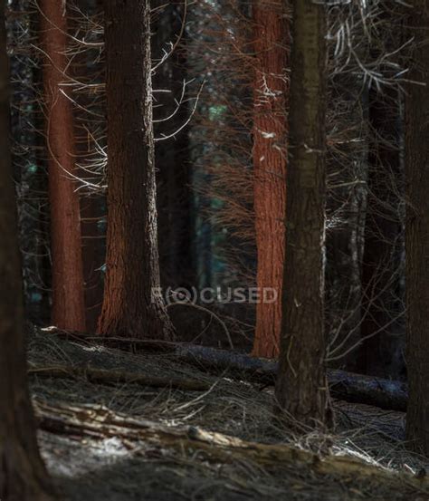 Naked Trees In Forest Thicket Landscape Stock Photo