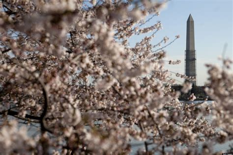 Dc Cherry Blossoms Social Media Celebrates Peak Bloom In Washington