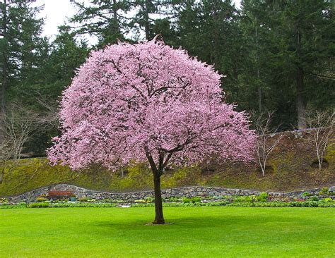 Growing zones, growing zones, growing zones. ornamental plum tree - Google Search | Flowering plum tree ...