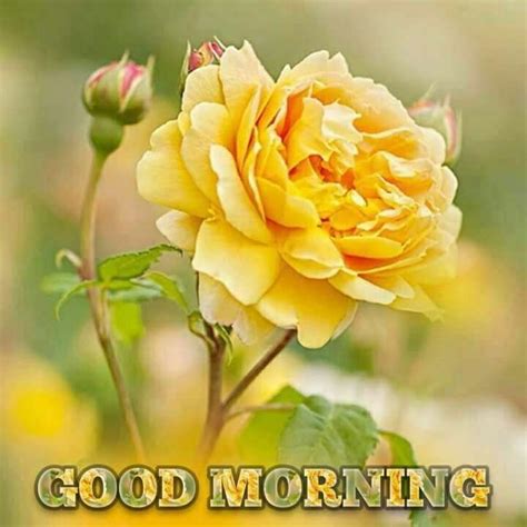 Pin By Kakabia Ranchhob On Good Morning Good Morning Flowers Good Morning Images Flowers