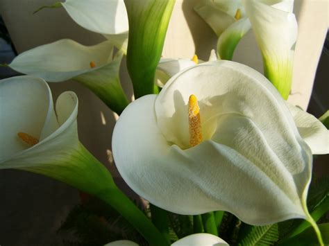 How To Plant And Care For Calla Lilies Dengarden