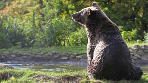 If Hunting Bears Is Illegal In Romania Why Are Hundreds Killed Each Year