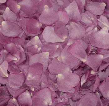 Shop for tins of heinz. Lavender Rose Petals | Rose Petals Near Me | Flower Petals ...