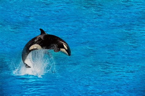 How tall does an orca jump out of the water? Jumping Orca.jpg « MyConfinedSpace