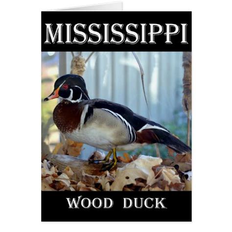Wood Duck Mississippi Greeting Card Zazzle
