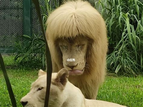 The Mane Attraction Chinese Zoo Denies Giving Lion A Haircut With A