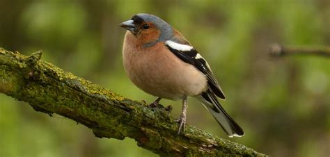 What Is The Most Common British Garden Bird Garden Birds Uk
