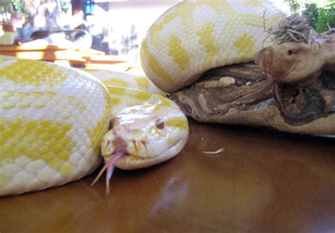 Albino Burmese Python Jungle James Animal Adventures Llc