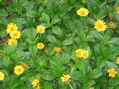 Ground Cover Yellow Flowers Florida Ground Cover And Shrubs