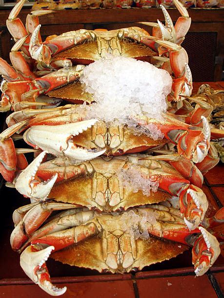 Boston Crab Stock Photos Pictures And Royalty Free Images Istock
