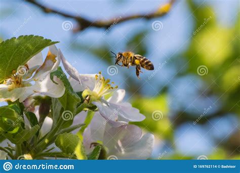 Honey Bee Pollination Process Stock Photo Image Of Micro Insect