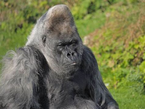 Longleat Safari Parks Silverback Gorilla Nico Found Dead At Age 56