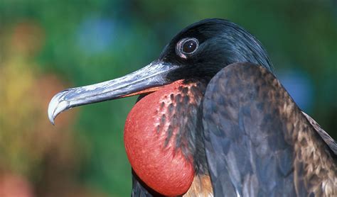 Christmas island is one of the islands of the indian ocean, south of indonesia and some distance northwest of australia, of which it is a territory. Christmas Island frigatebird - Australian Geographic