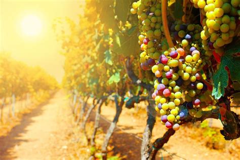 The Parable Of The Workers In The Vineyard Grace Thru Faith