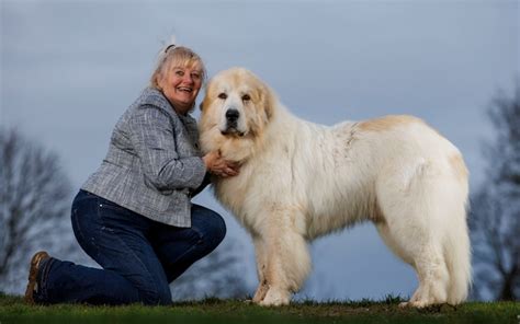 Britons Fall Back In Love With Large Dogs