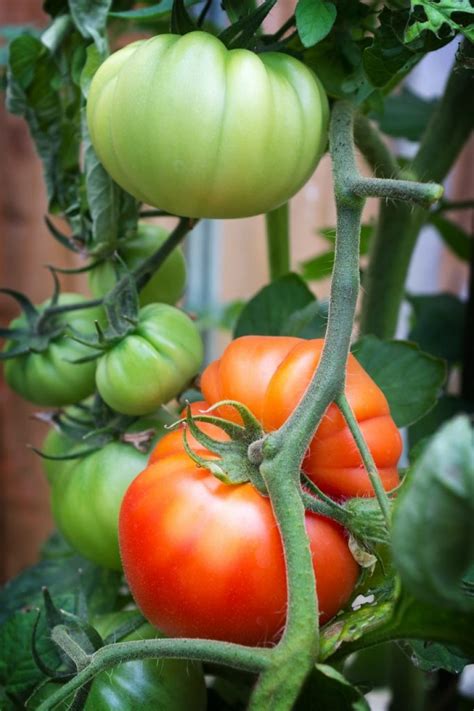 Growing Big Red Juicy Beefsteak Tomatoes