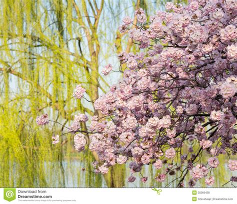 Detail Photo Of Japanese Cherry Blossom Flowers And Willow Tree Stock