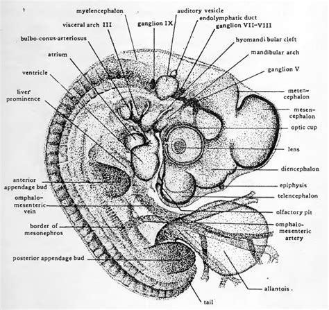 Book The Early Embryology Of The Chick 13 Embryology