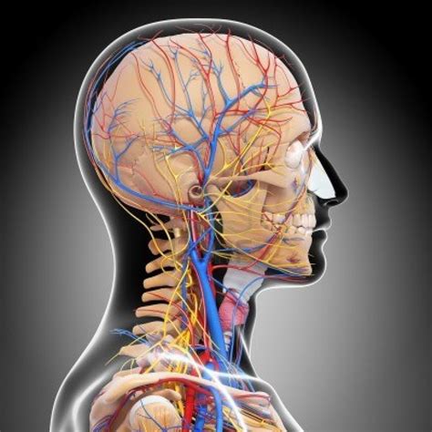 Side View Of Head Nervous And Circulatory System Medical