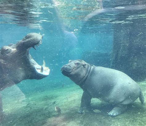 Fiona The Hippo Spends A Wonderful Day Swimming In The Company Of Her Mother Bibi